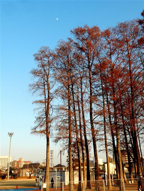 画像の説明