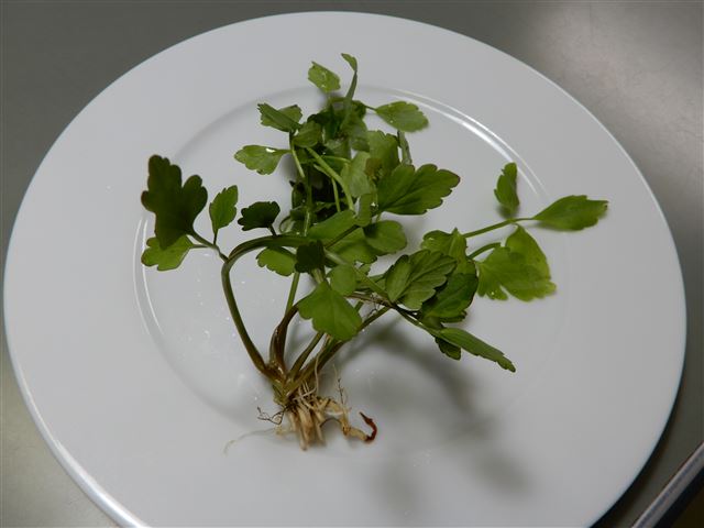 画像の説明