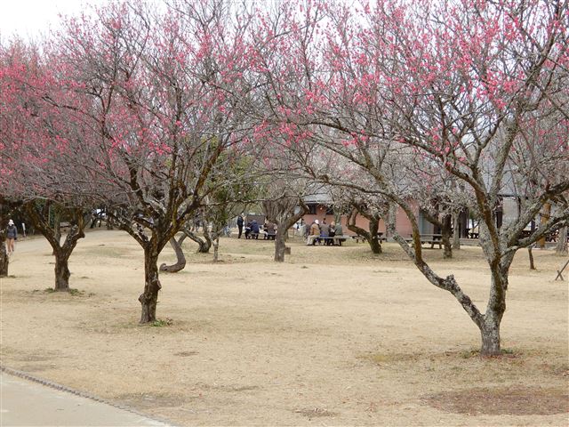 画像の説明