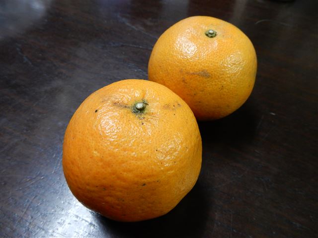 画像の説明