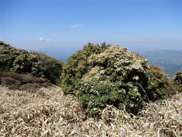 画像の説明 画像の説明