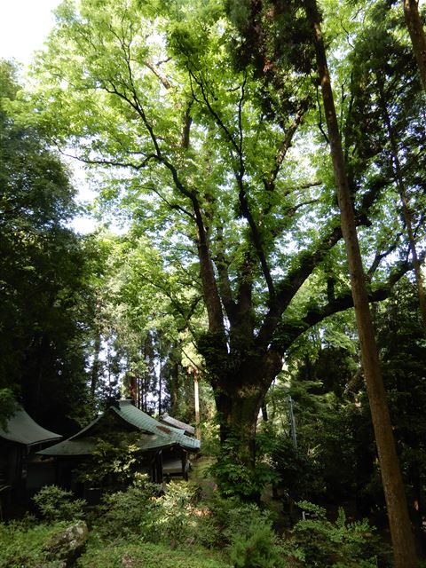 画像の説明 画像の説明