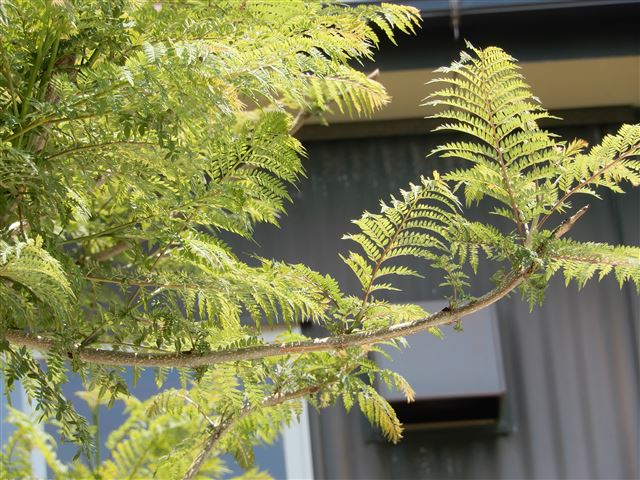 画像の説明 画像の説明