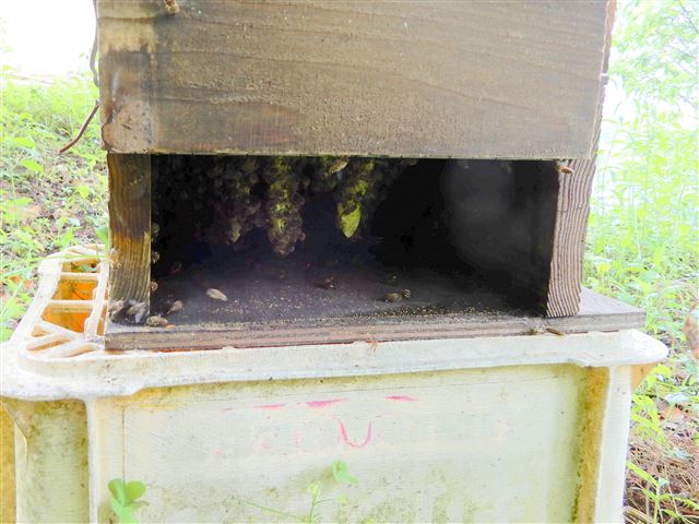 画像の説明