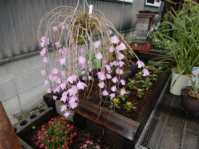 画像の説明