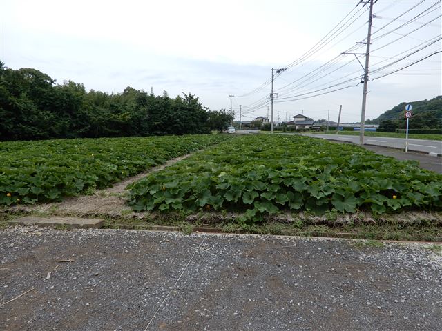 画像の説明