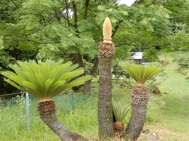 画像の説明