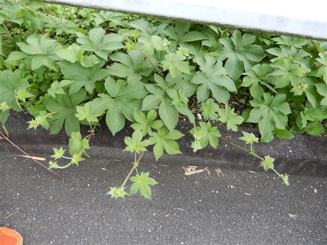 画像の説明