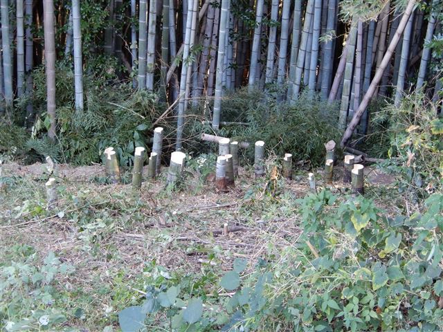 画像の説明