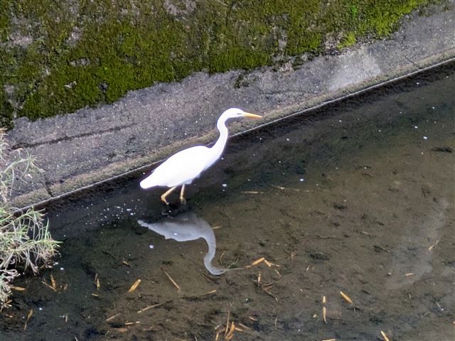 画像の説明