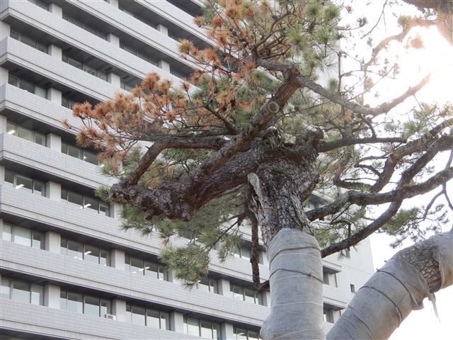 画像の説明