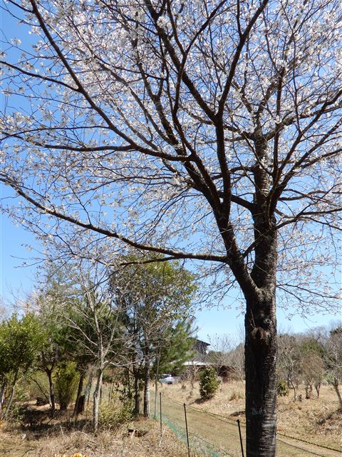 画像の説明