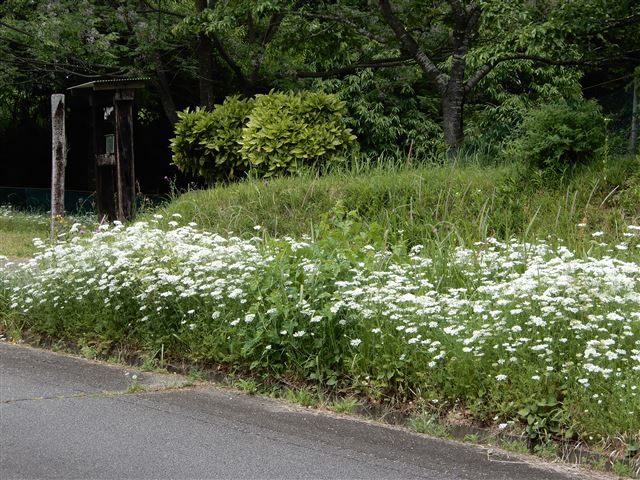 画像の説明