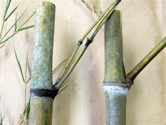 画像の説明