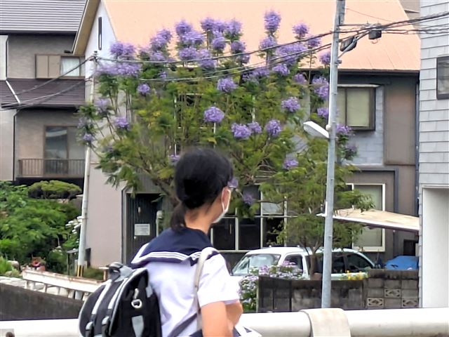画像の説明