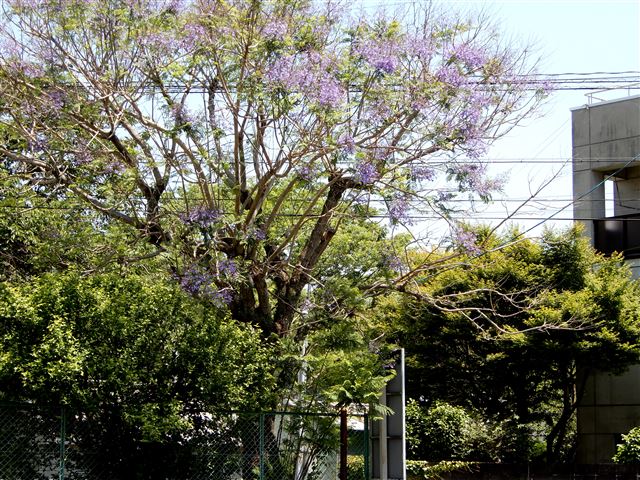 画像の説明
