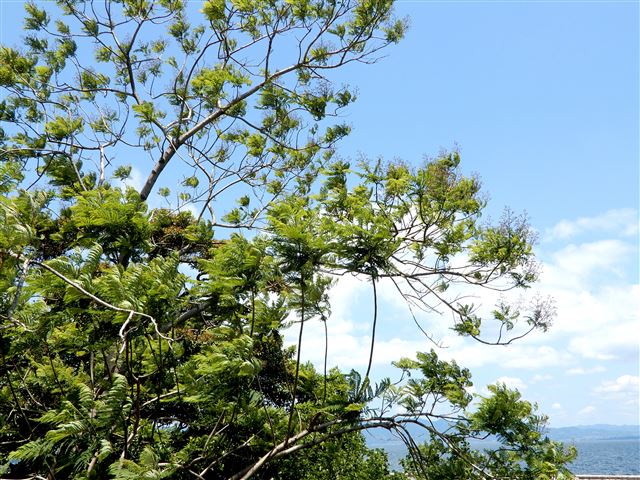 画像の説明
