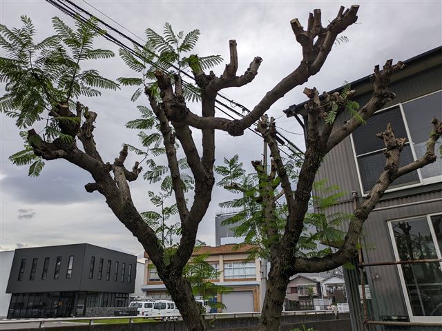 画像の説明