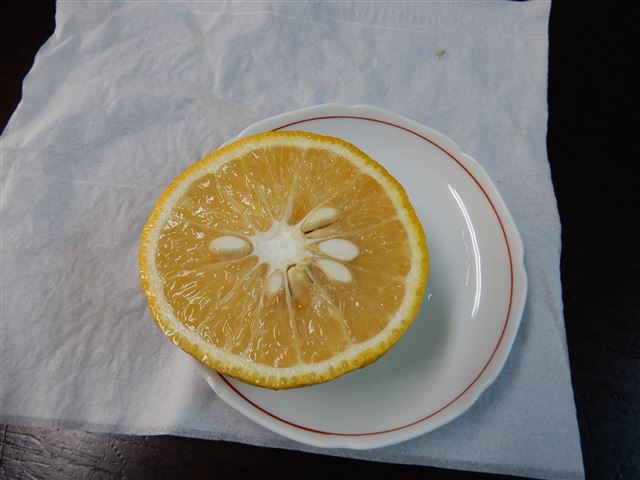 画像の説明