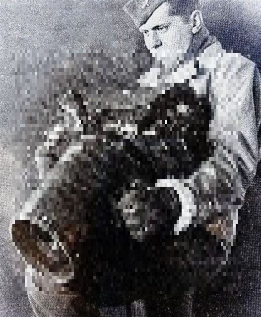 画像の説明