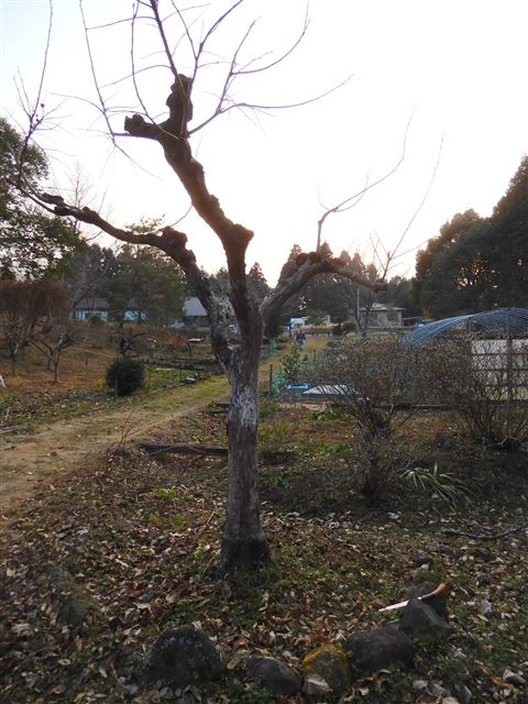 画像の説明