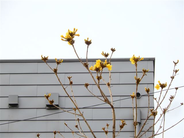 画像の説明