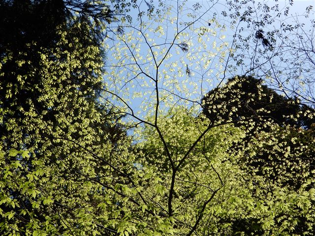 画像の説明