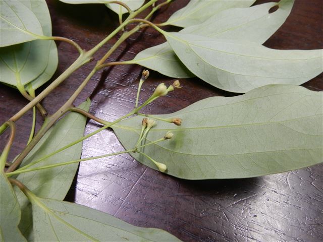 画像の説明