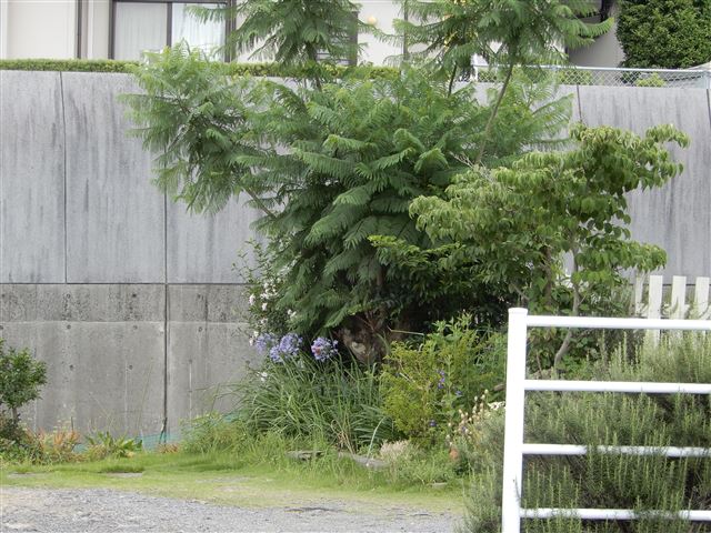 画像の説明