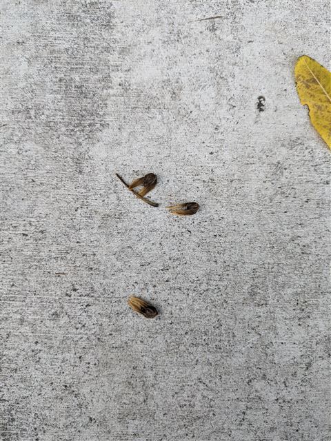 画像の説明