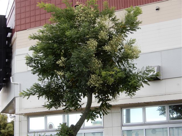 画像の説明