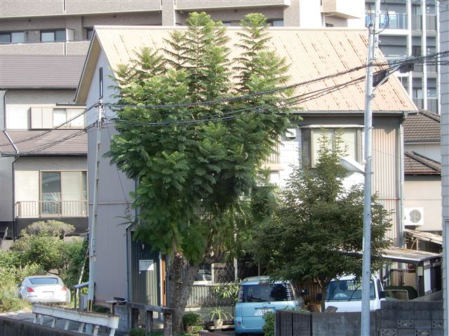 画像の説明
