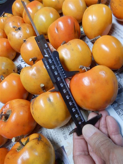 画像の説明