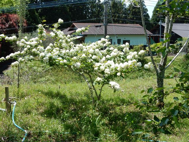 画像の説明