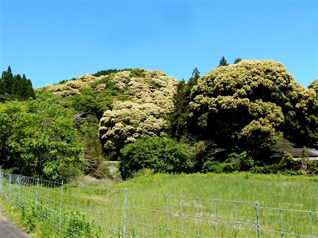 画像の説明