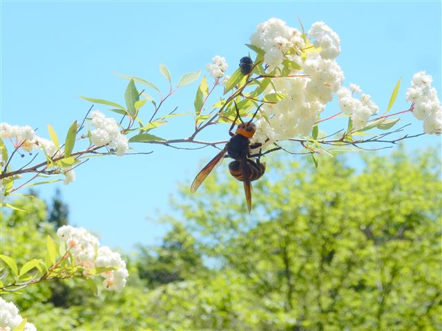 画像の説明