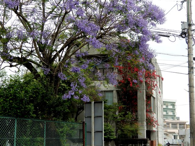 画像の説明