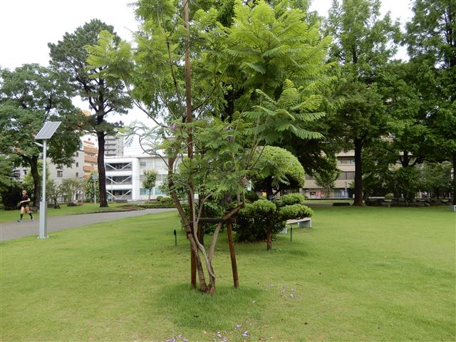 画像の説明