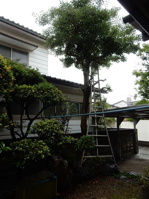 画像の説明