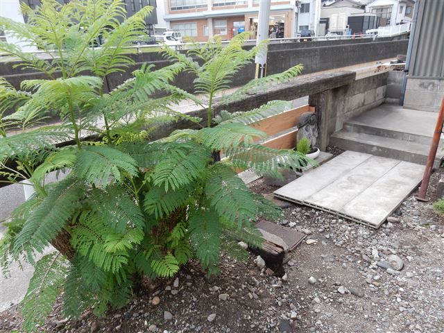 画像の説明