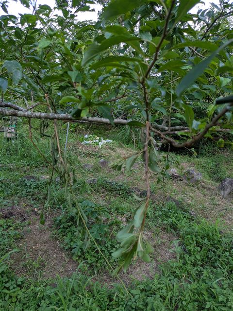 画像の説明 画像の説明