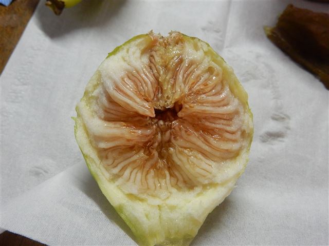 画像の説明