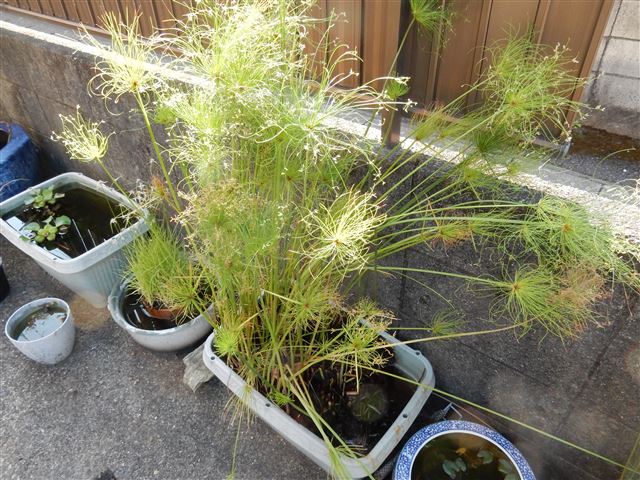 画像の説明 画像の説明
